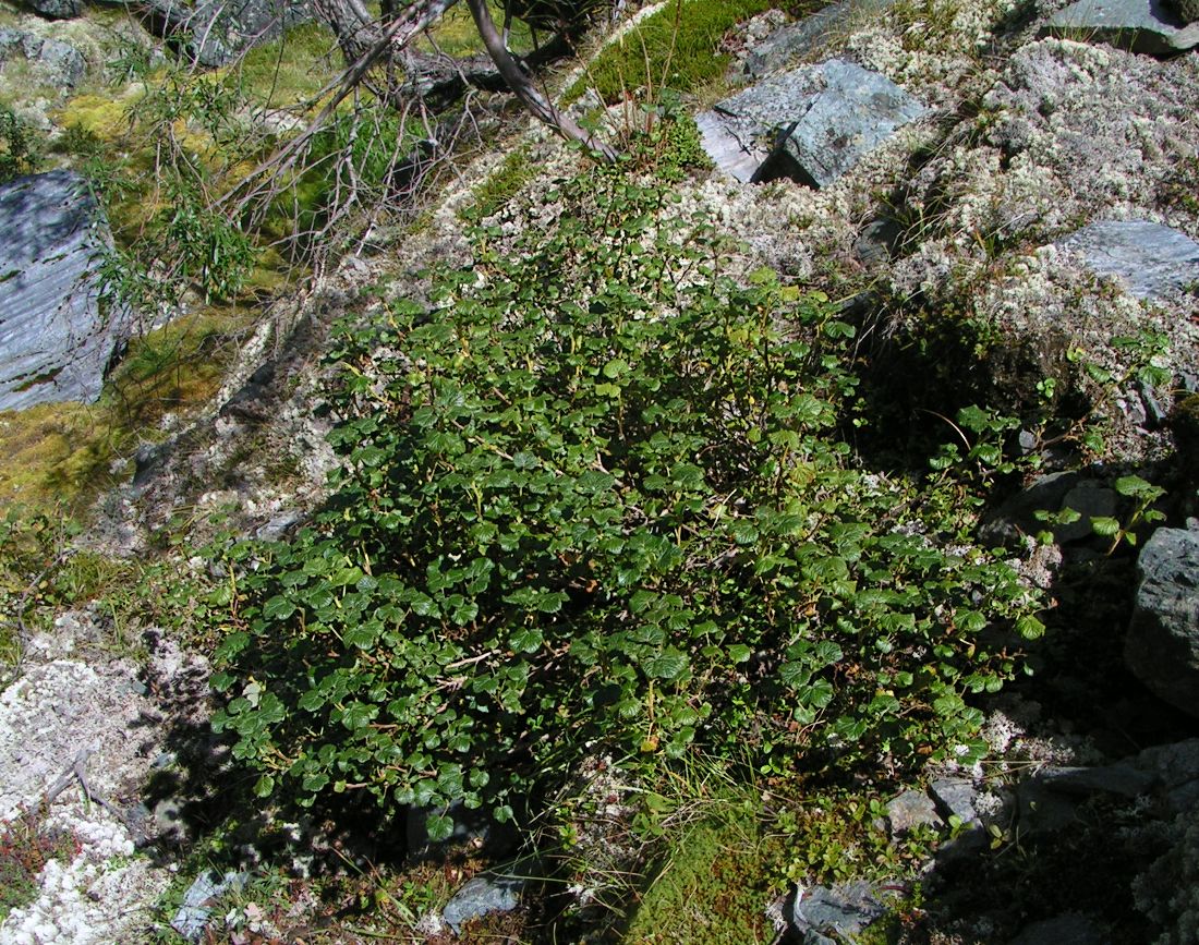 Image of Ribes graveolens specimen.