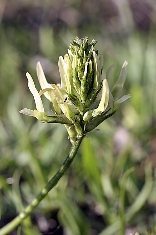 Изображение особи Astragalus hissaricus.