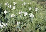 Crambe maritima