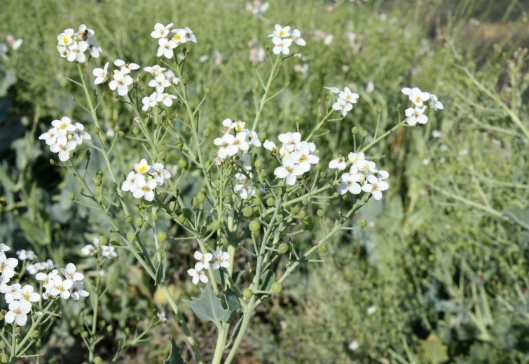 Image of Crambe maritima specimen.