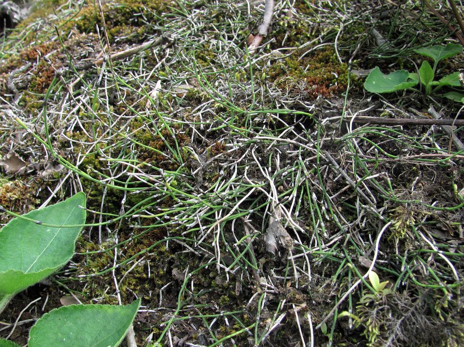 Image of Equisetum scirpoides specimen.