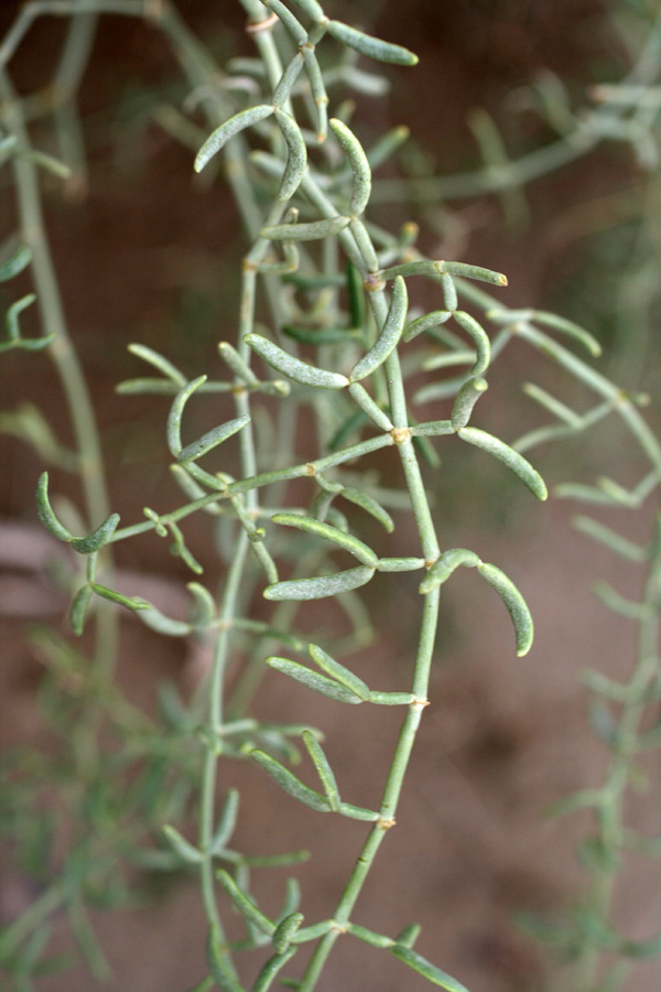 Image of Zygophyllum eichwaldii specimen.