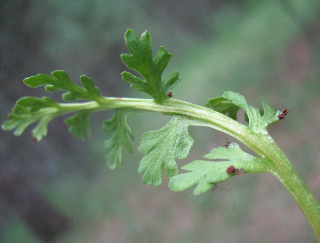 Image of Botrychium matricariifolium specimen.