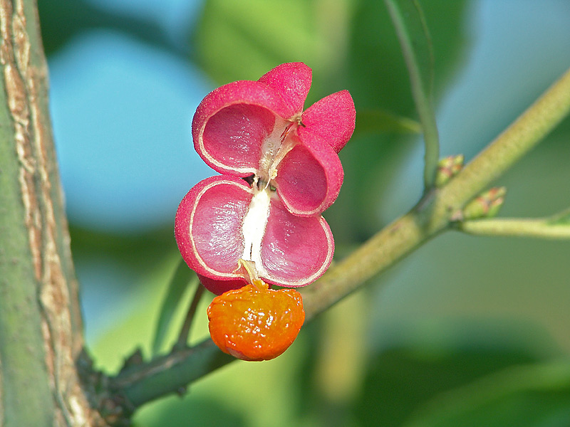 Изображение особи Euonymus europaeus.