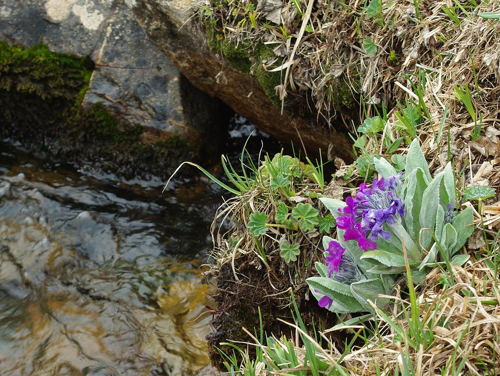 Изображение особи Primula nivalis.