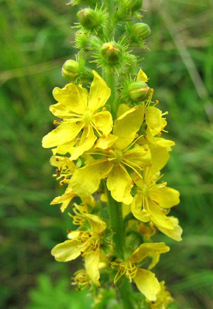 Изображение особи Agrimonia eupatoria.