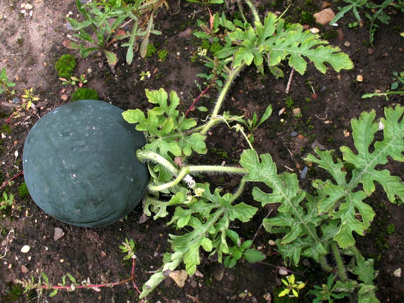 Image of Citrullus lanatus specimen.