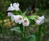 Pulmonaria mollis