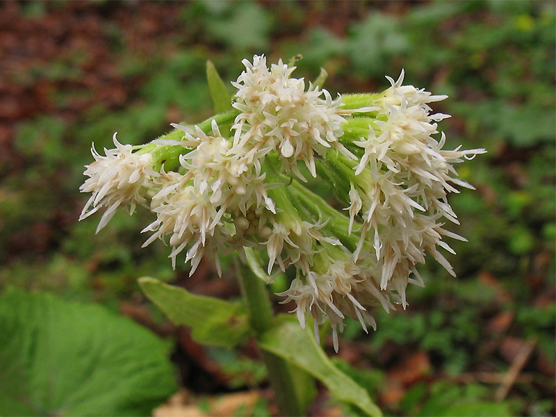 Изображение особи Petasites albus.