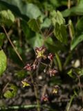 Epimedium alpinum