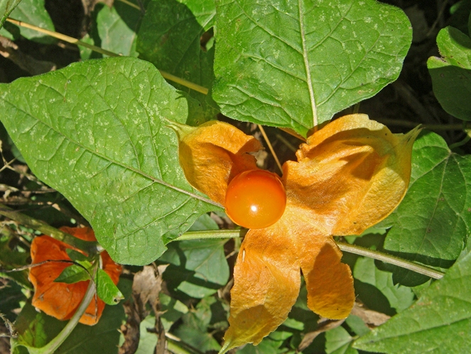 Image of Alkekengi officinarum specimen.