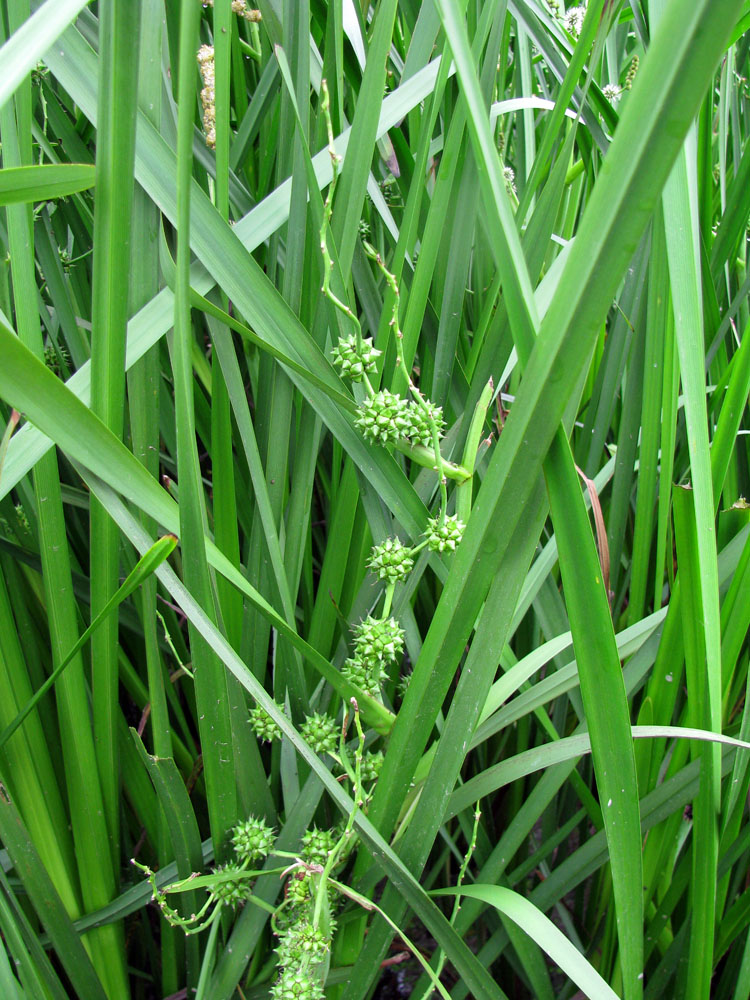 Image of Sparganium erectum specimen.