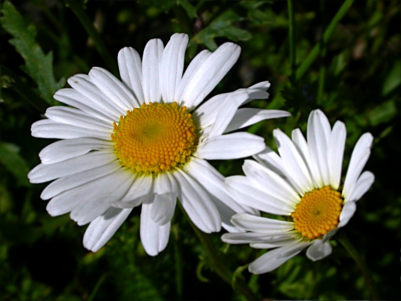 Изображение особи род Leucanthemum.