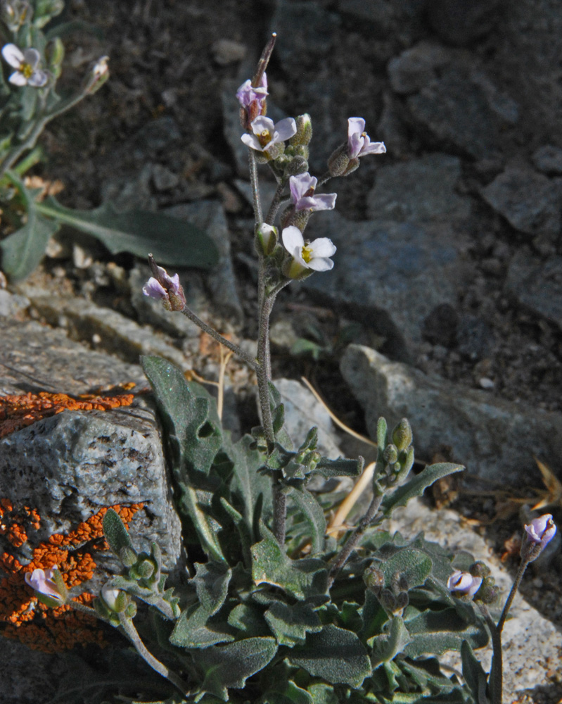 Изображение особи Crucihimalaya rupicola.