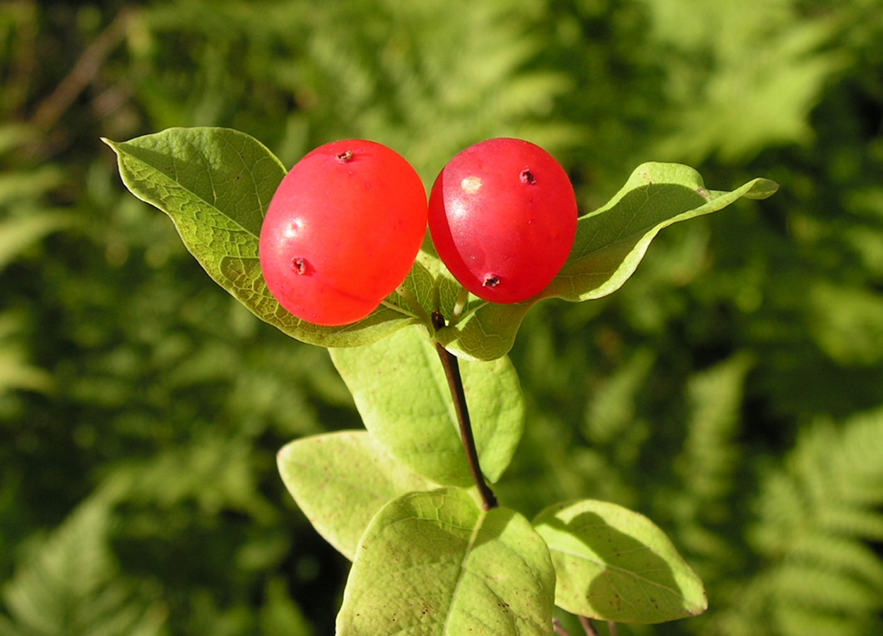 Изображение особи Lonicera chamissoi.