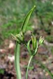 Gagea aipetriensis