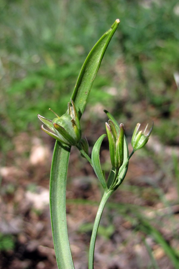 Изображение особи Gagea aipetriensis.