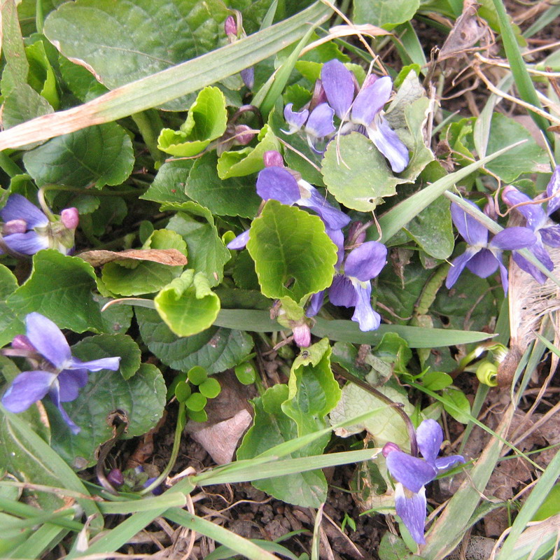 Image of Viola odorata specimen.