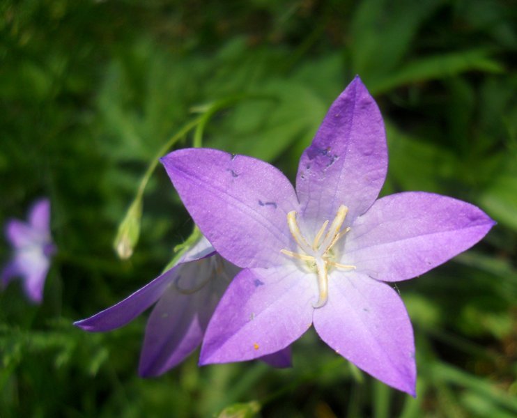 Image of Campanula wolgensis specimen.