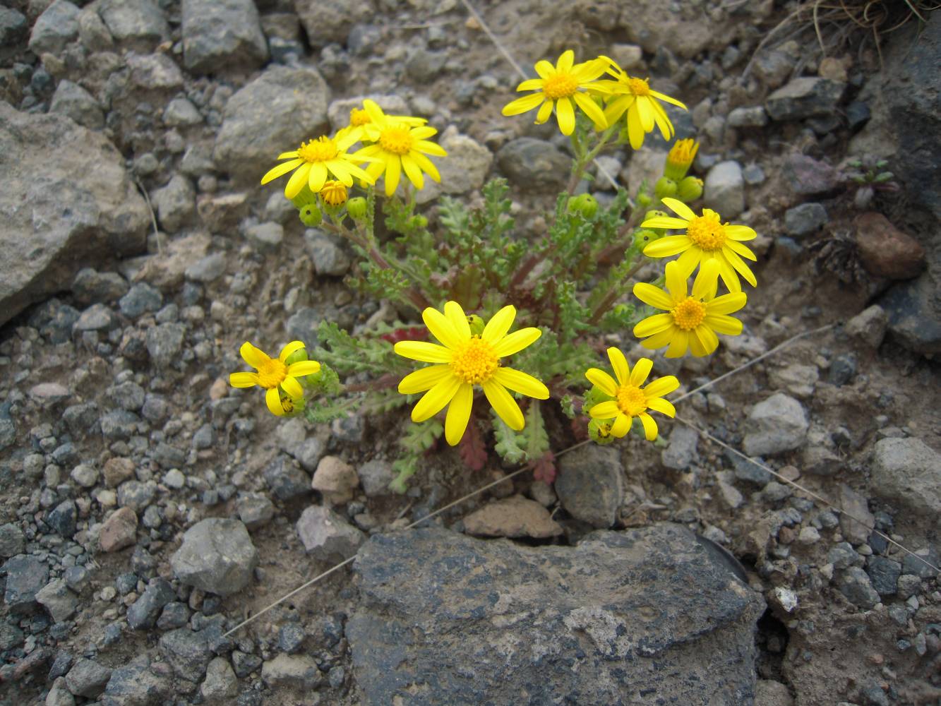 Image of Senecio sosnovskyi specimen.