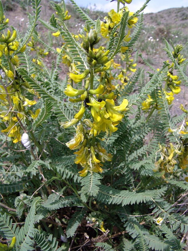 Изображение особи Astragalus caraganae.