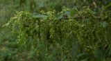 Urtica dioica. Верхушка плодоносящего растения. Курская обл., Железногорский р-н, берег р. Свапа в окр. руч. Суслов. 15 августа 2007 г.