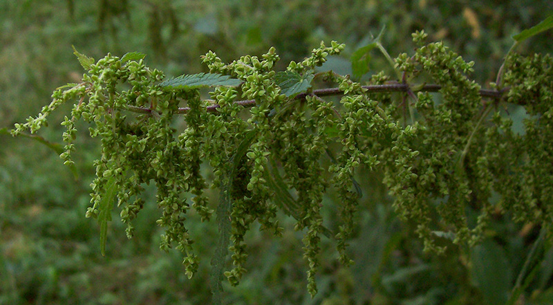 Image of Urtica dioica specimen.