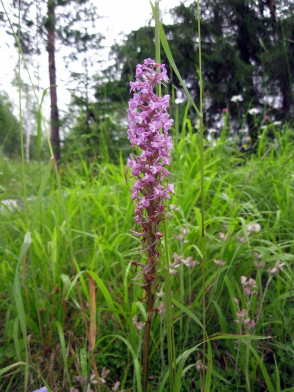Изображение особи Gymnadenia conopsea.