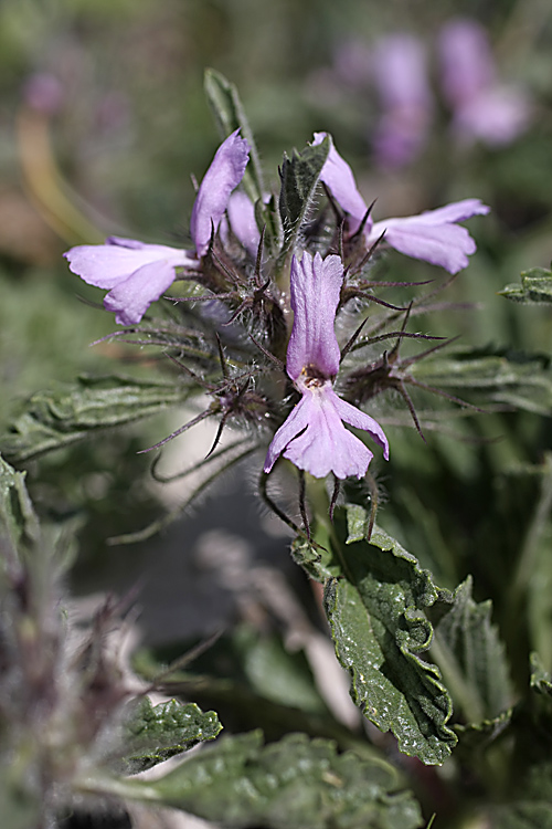 Изображение особи Phlomoides boraldaica.