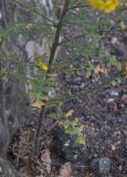 Sisymbrium lipskyi. Основание побега. Кабардино-Балкария, Зольский р-н, долина Джилы-Су. 27.07.2012.