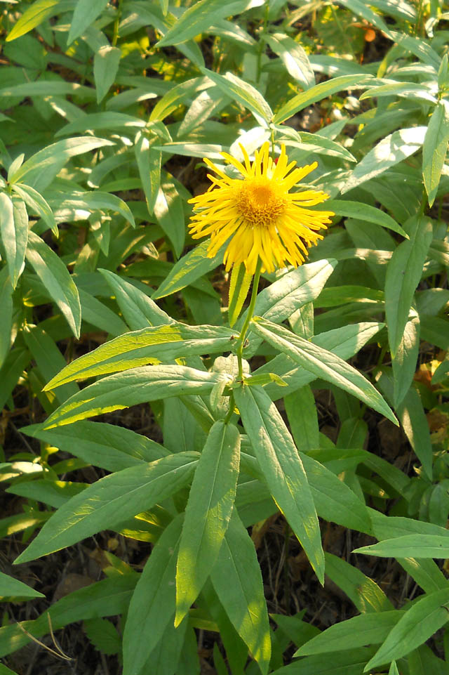 Image of Inula salicina specimen.