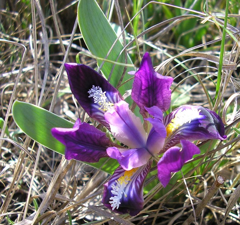 Image of Iris pumila specimen.