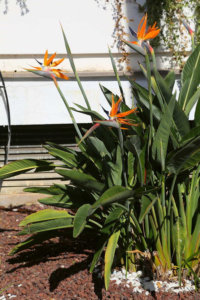 Image of Strelitzia reginae specimen.