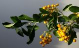 Pyracantha coccinea