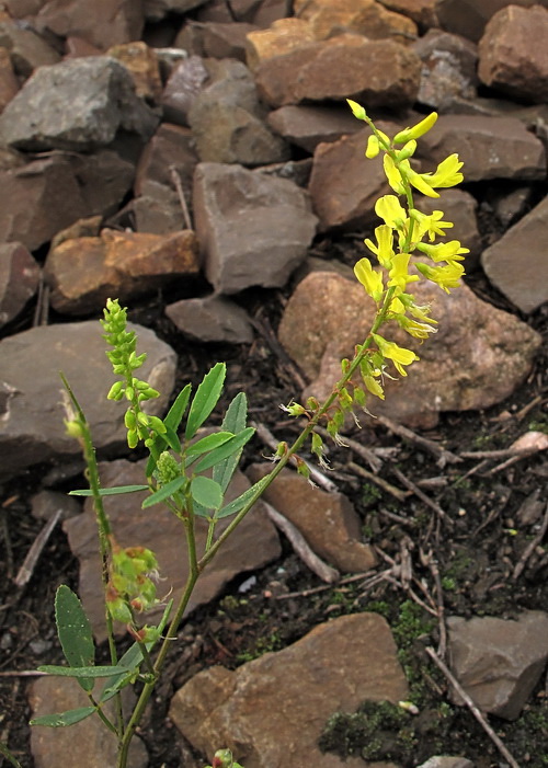 Изображение особи Melilotus officinalis.