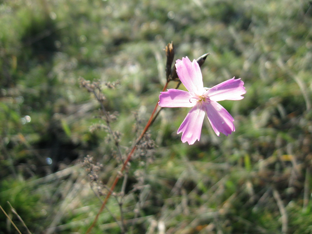 Изображение особи Dianthus polymorphus.