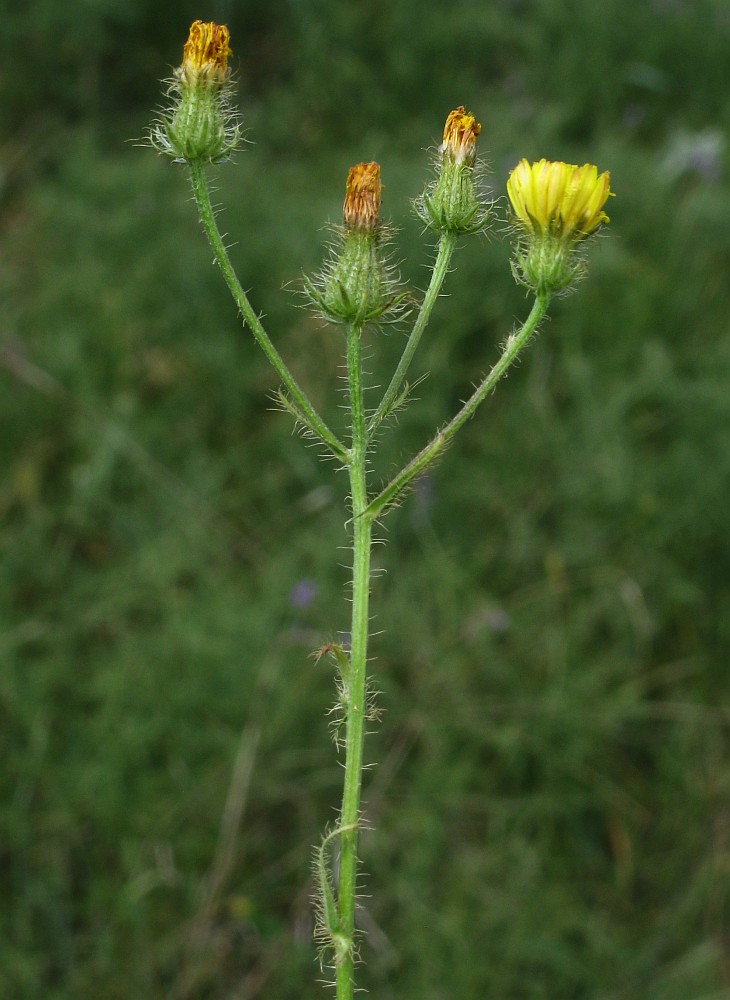 Изображение особи Crepis setosa.