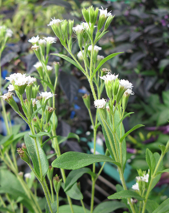 Image of Stevia rebaudiana specimen.