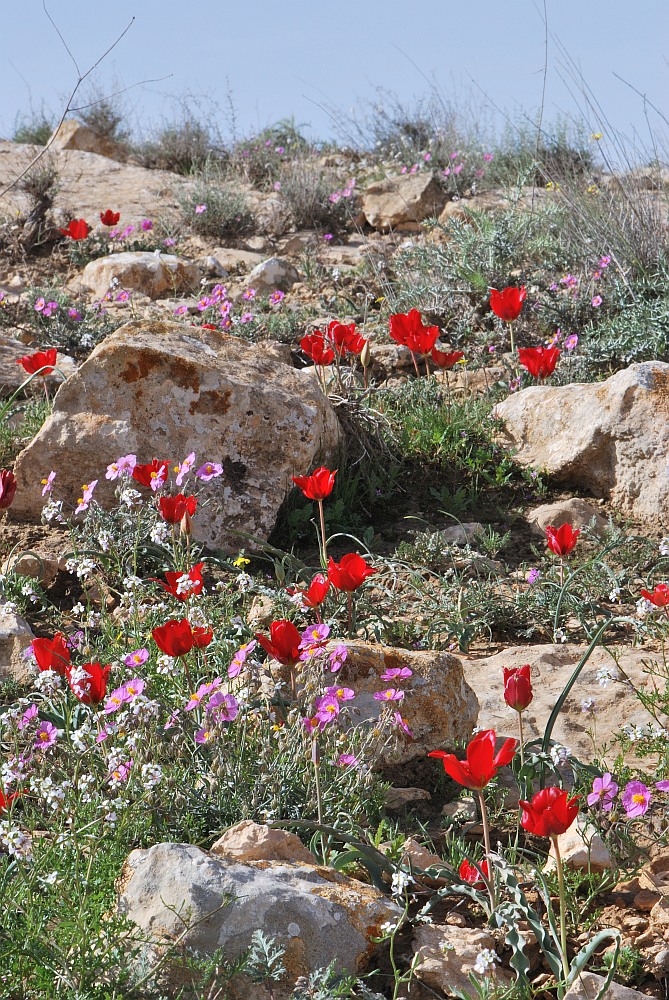 Image of Tulipa systola specimen.