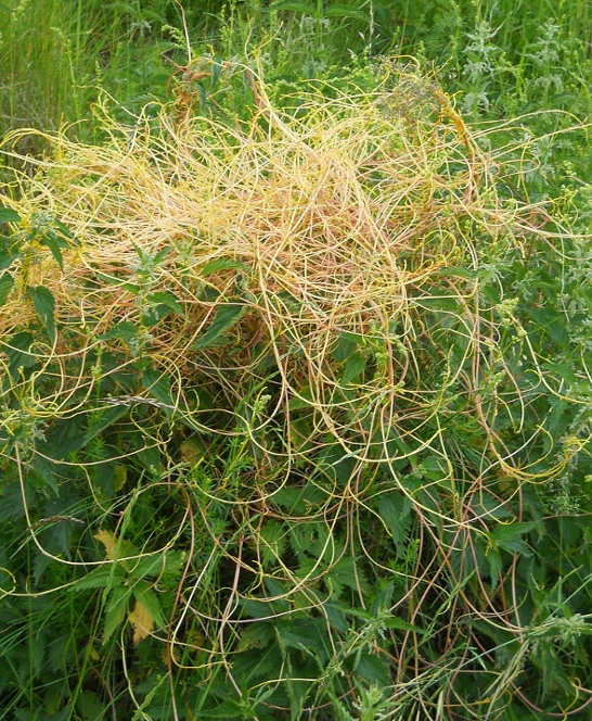 Изображение особи Cuscuta europaea.