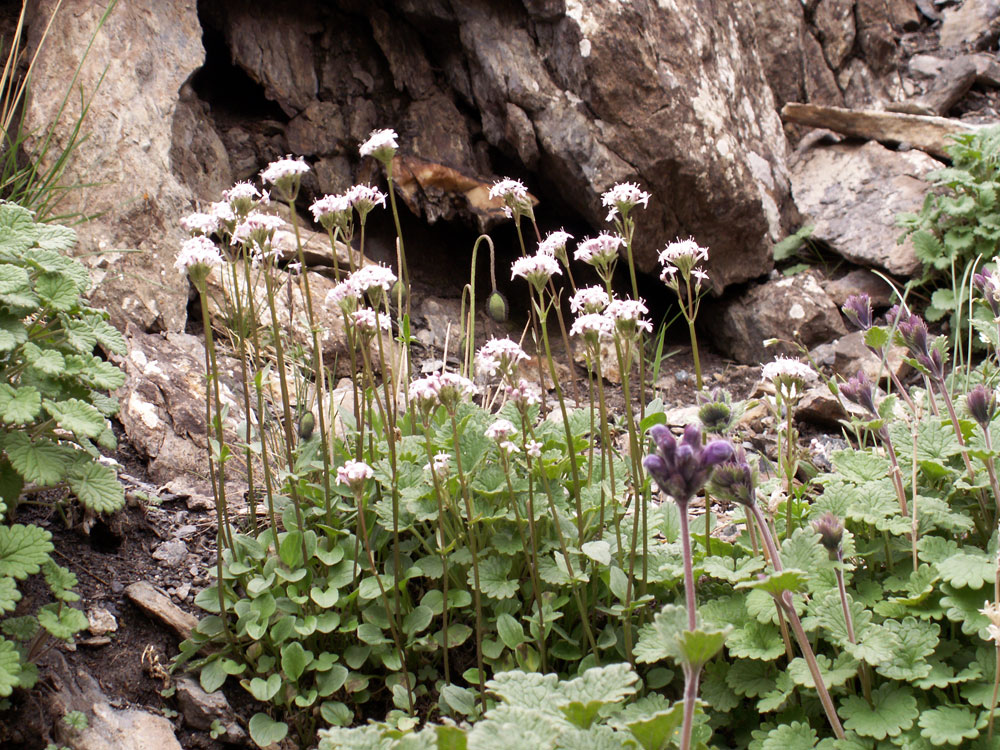 Image of Valeriana fedtschenkoi specimen.