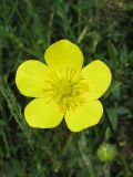 Ranunculus illyricus. Цветок. Украина, г. Запорожье, пос. Солнечный, балка. 18.05.2011.