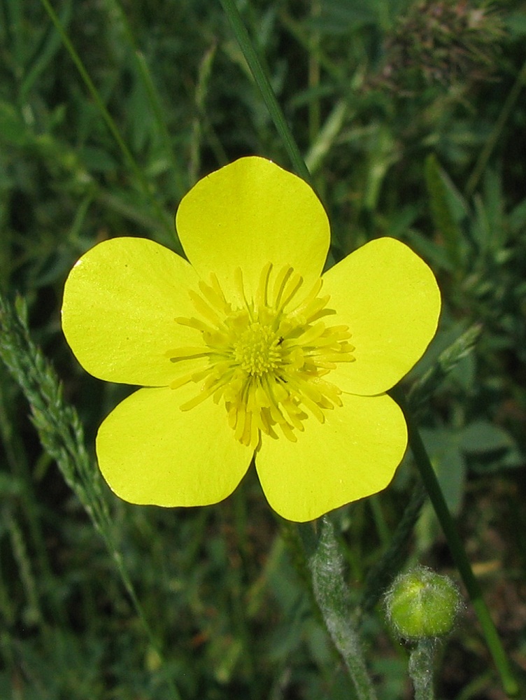 Изображение особи Ranunculus illyricus.