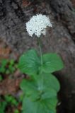 Valeriana alliariifolia