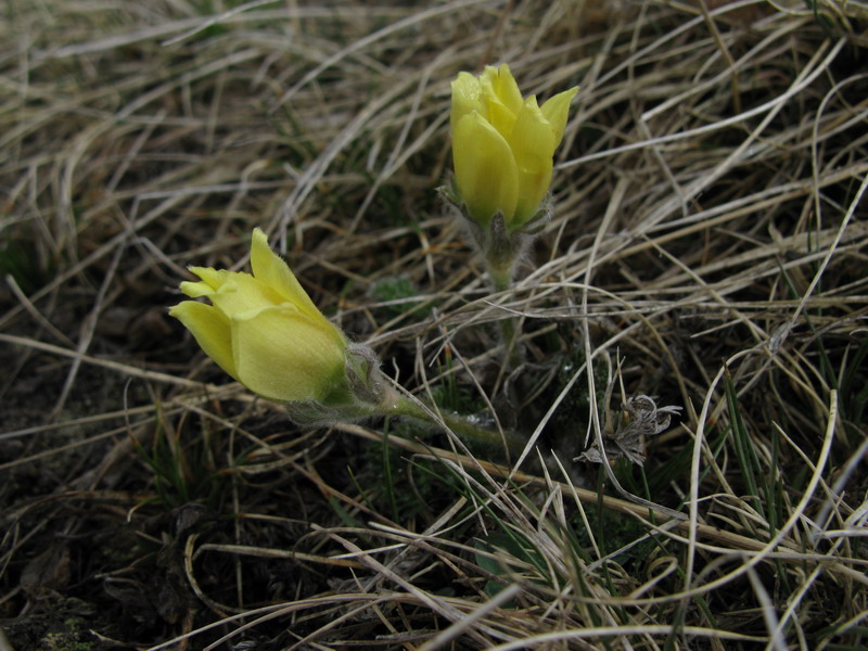 Изображение особи Pulsatilla albana.