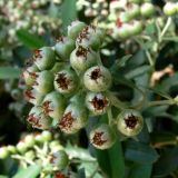 genus Pyracantha. Соплодие. Испания, автономное сообщество Андалусия, провинция Севилья, комарка Большая Севилья, г. Севилья, парк. 14.07.2012.