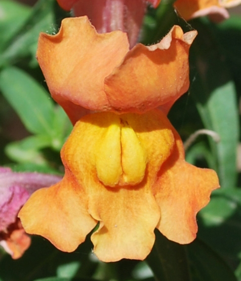 Image of Antirrhinum majus specimen.