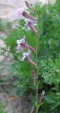 Silene colorata