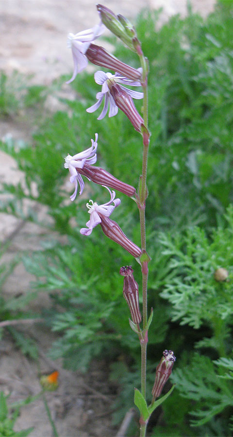 Изображение особи Silene colorata.