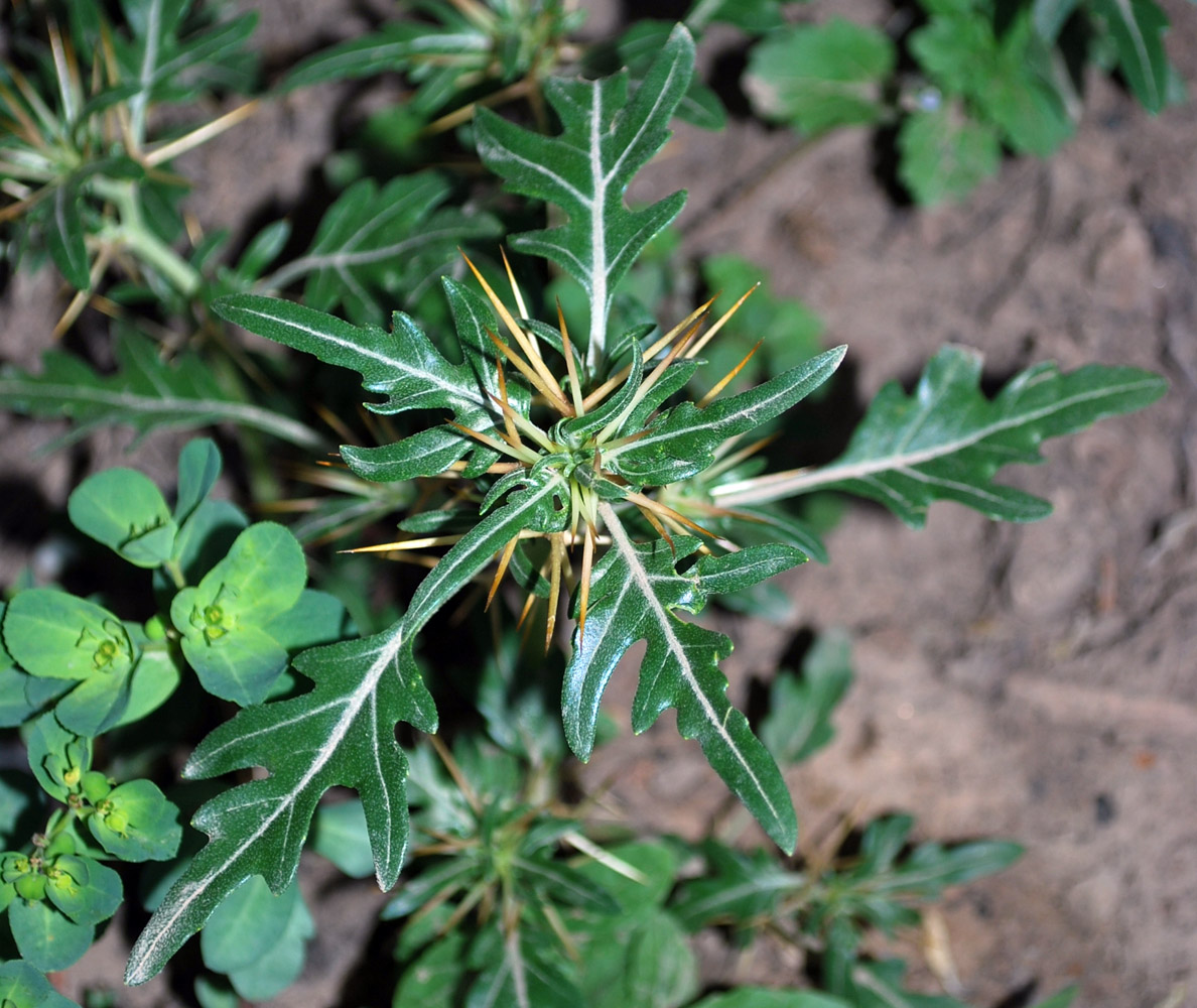 Image of Xanthium spinosum specimen.